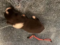 ASDR Black tri female 2, a female Miniature Australian Shepherd for sale in Weaverville, NC – 5 of 9