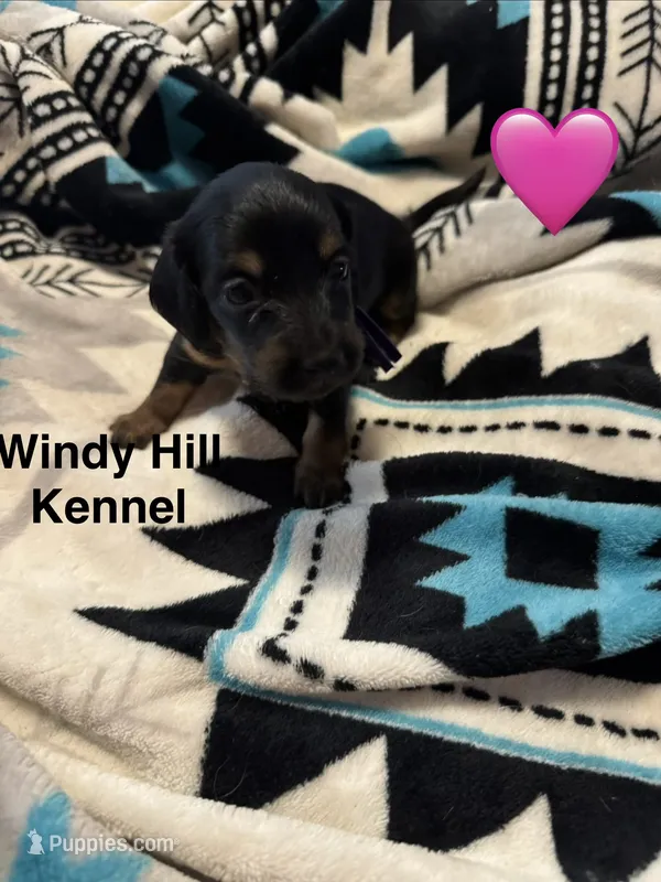 CKC Black and tan Long hair female  – Miniature Dachshund puppy for sale in Weaverville, NC