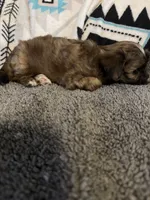Shih Tzu / Maltese cross Sable male, a male Maltese and Shih Tzu for sale in Weaverville, NC – 3 of 9