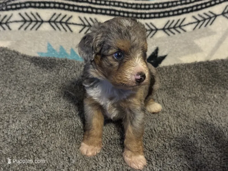 Toy/Miniature Blue Merle male Aussiedoodle – Miniature Aussiedoodle puppy for sale in Weaverville, NC