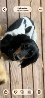 CKC Light Cream Long Hair male, a male Miniature Dachshund for sale in Weaverville, NC – 3 of 3
