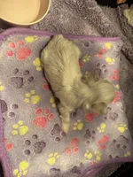 Male Maltese1, a male Maltese for sale in Weaverville, NC – 3 of 5
