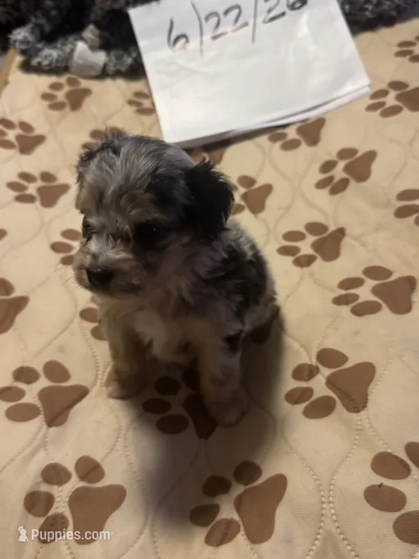 Blue Merle Male 1 – Miniature Aussiedoodle puppy for sale in Weaverville, NC