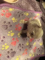 Male Maltese1, a male Maltese for sale in Weaverville, NC – 4 of 5