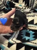 CKC Black and Tan Long Hair Male, a male Miniature Dachshund for sale in Weaverville, NC – 7 of 9