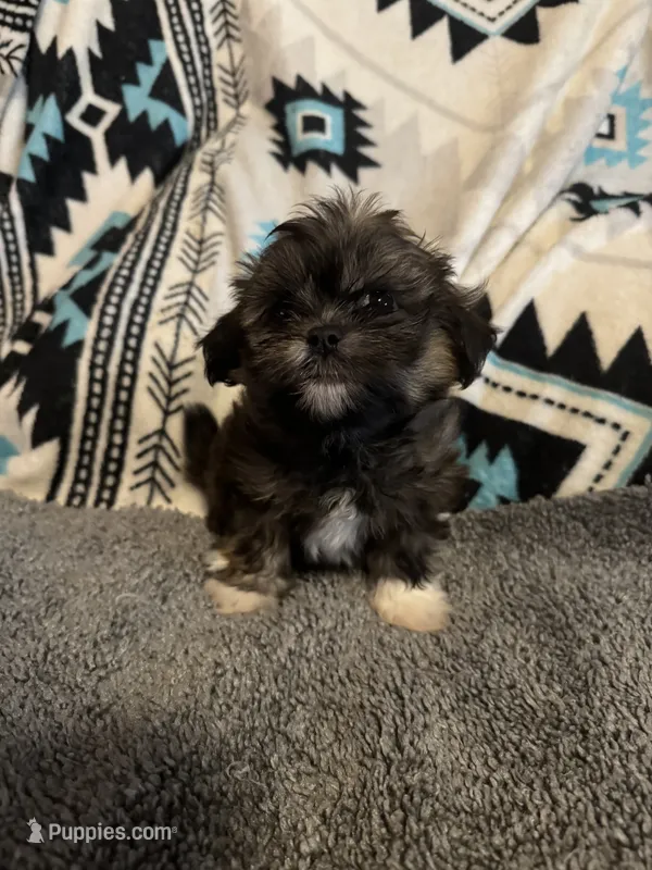 Shih Tzu x Maltese female Brindle – Maltese, Shih Tzu puppy for sale in Weaverville, NC