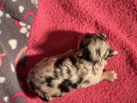Blue Merle Male 1, a male Miniature Aussiedoodle for sale in Weaverville, NC – 3 of 4