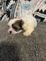 Shih Tzu/Maltess cross White male with brown , a male Maltese and Shih Tzu for sale in Weaverville, NC – 2 of 10