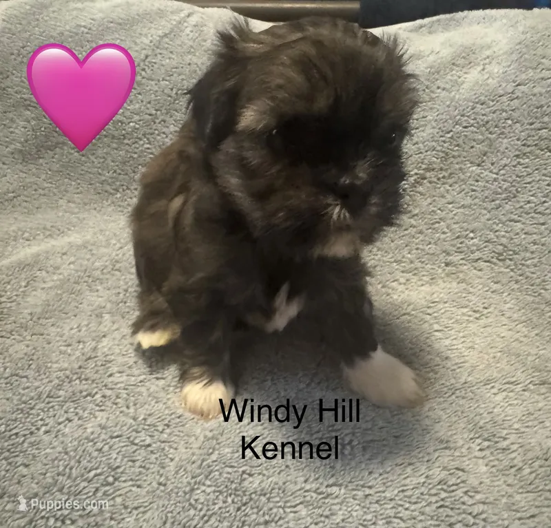 Shih Tzu x Maltese female Brindle – Maltese, Shih Tzu puppy for sale in Weaverville, NC