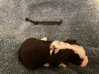 ASDR Black tri female 3, a female Miniature Australian Shepherd for sale in Weaverville, NC – 4 of 8