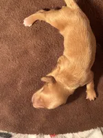 CKC Dark Cream Long Hair male, a male Miniature Dachshund for sale in Weaverville, NC – 1 of 3