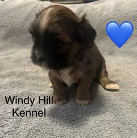 Shih Tzu / Maltese cross Sable male, a male Maltese and Shih Tzu for sale in Weaverville, NC – 6 of 9