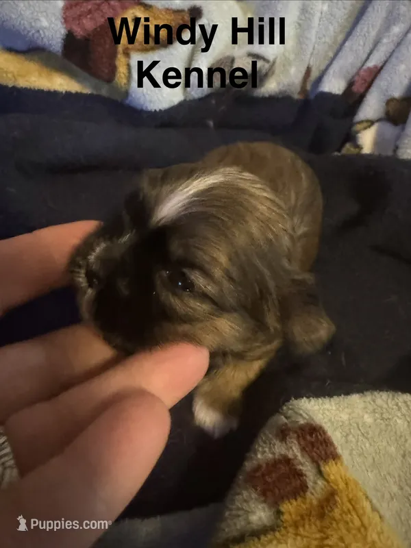Shih Tzu / Maltese cross Sable male – Shih Tzu puppy for sale in Weaverville, NC