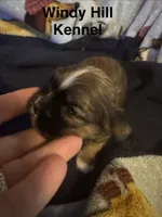 Shih Tzu / Maltese cross Sable male, a male Maltese and Shih Tzu for sale in Weaverville, NC – 8 of 9