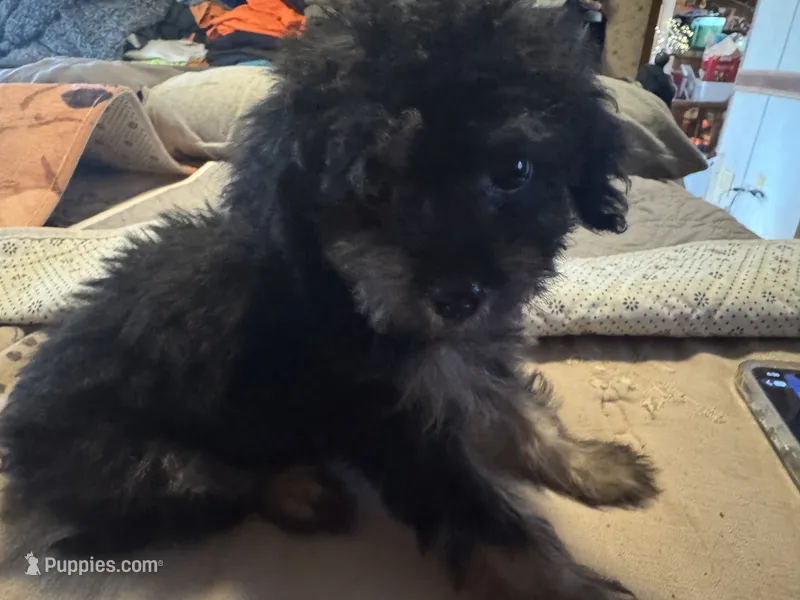 Phantom male – Miniature Aussiedoodle puppy for sale in Weaverville, NC