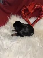 Phantom Female, a female Miniature Aussiedoodle for sale in Weaverville, NC – Photo 2 of 10