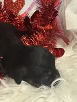 Phantom Female, a female Miniature Aussiedoodle for sale in Weaverville, NC – Photo 7 of 10