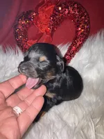 Phantom Female, a female Miniature Aussiedoodle for sale in Weaverville, NC – Photo 4 of 10