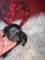 Phantom Female, a female Miniature Aussiedoodle for sale in Weaverville, NC – Photo 1 of 10