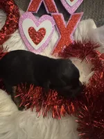 Phantom Female, a female Miniature Aussiedoodle for sale in Weaverville, NC – Photo 8 of 10