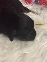 Phantom Female, a female Miniature Aussiedoodle for sale in Weaverville, NC – Photo 9 of 10