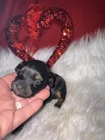 Phantom Female, a female Miniature Aussiedoodle for sale in Weaverville, NC – Photo 3 of 10