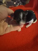 Mauxie Black & white tri colored female , a female Maltese and Miniature Dachshund for sale in Weaverville, NC – 4 of 5