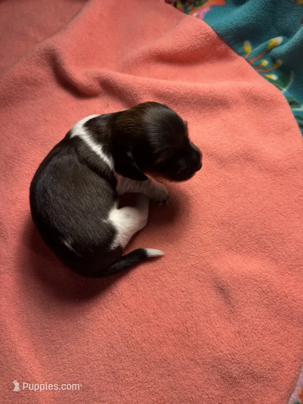 CKC male piebald possibly piebald/dapple – Miniature Dachshund puppy for sale in Weaverville, NC