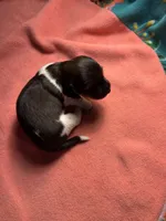 CKC male piebald possibly piebald/dapple, a male Miniature Dachshund for sale in Weaverville, NC – 1 of 5