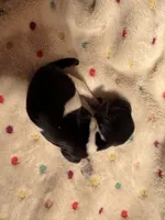 Blk/white Piebald male 1, a male Miniature Dachshund for sale in Weaverville, NC – Photo 6 of 9