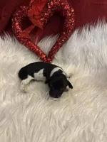 Blk/white Piebald male 1, a male Miniature Dachshund for sale in Weaverville, NC – Photo 1 of 9