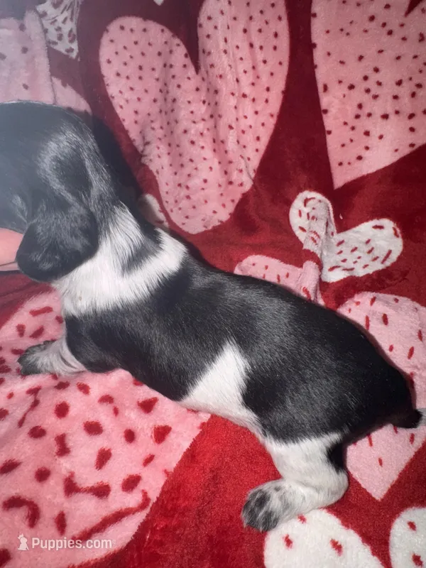 Blk/white Piebald male 1