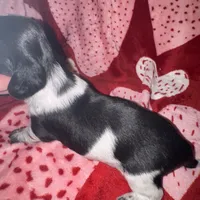 Blk/white Piebald male 1, a male Miniature Dachshund for sale in Weaverville, NC – Photo 4 of 10