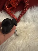 Blk/white Piebald male 1, a male Miniature Dachshund for sale in Weaverville, NC – Photo 4 of 9