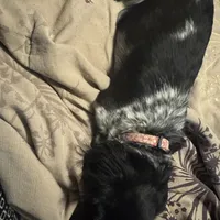 Blk/white Piebald male 1, a male Miniature Dachshund for sale in Weaverville, NC – Photo 9 of 10