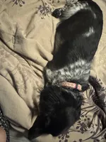 Blk/white Piebald male 1, a male Miniature Dachshund for sale in Weaverville, NC – Photo 8 of 9