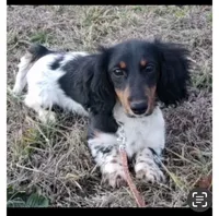 Blk/white Piebald male 1, a male Miniature Dachshund for sale in Weaverville, NC – Photo 9 of 9
