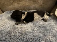 Blk/white Piebald male 1, a male Miniature Dachshund for sale in Weaverville, NC – Photo 2 of 10