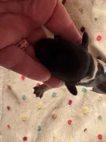 Blk/white Piebald male 1, a male Miniature Dachshund for sale in Weaverville, NC – Photo 7 of 9