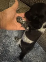 Blk/white Piebald male 1, a male Miniature Dachshund for sale in Weaverville, NC – Photo 3 of 10