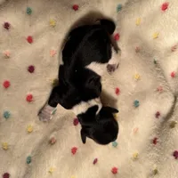 Blk/white Piebald male 1, a male Miniature Dachshund for sale in Weaverville, NC – Photo 8 of 10