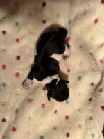 Blk/white Piebald male 1, a male Miniature Dachshund for sale in Weaverville, NC – Photo 5 of 9