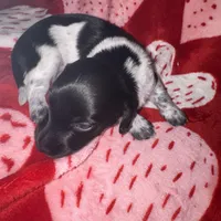 Blk/white Piebald male 1, a male Miniature Dachshund for sale in Weaverville, NC – Photo 5 of 10