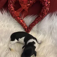 Blk/white Piebald male 1, a male Miniature Dachshund for sale in Weaverville, NC – Photo 7 of 10