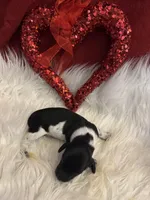 Blk/white Piebald male 1, a male Miniature Dachshund for sale in Weaverville, NC – Photo 2 of 9