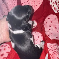 Blk/white Piebald male 1, a male Miniature Dachshund for sale in Weaverville, NC – Photo 6 of 10