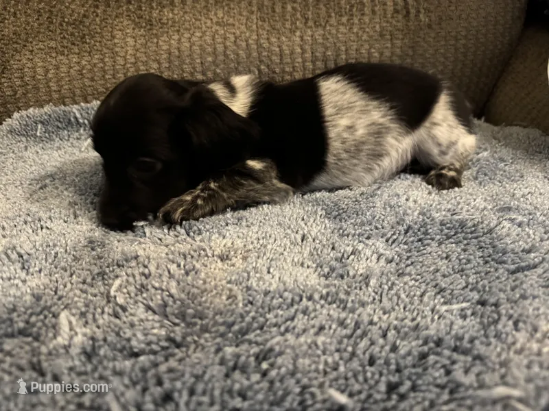 Blk/white Piebald male 1 – Miniature Dachshund puppy for sale in Weaverville, NC