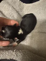 ASDR Black tri female 1, a female Miniature Australian Shepherd for sale in Weaverville, NC – 3 of 3