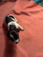 CKC female  piebald possibly Piebald/dapple, a female Miniature Dachshund for sale in Weaverville, NC – 2 of 7