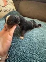 ASDR Blue Merle male 2, a male Miniature Australian Shepherd for sale in Weaverville, NC – 3 of 3